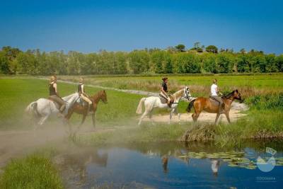 Horses In The Sand