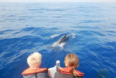 Whale, Dolphin and Turtles Watching