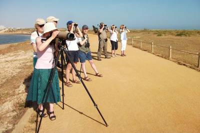 Half-day birdwatching at Alvor dunes