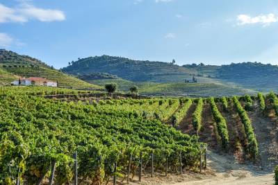 Private Douro Valley Tour Including 2 Wineries, Lunch and River Cruise