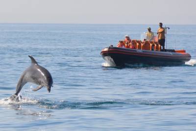 Dolphin Watching and Cave Tour from Vilamoura