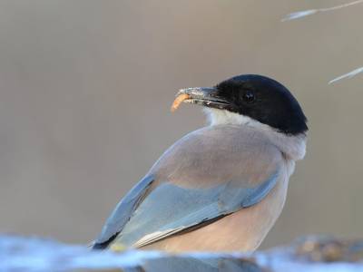 Photograph of birds in shelter