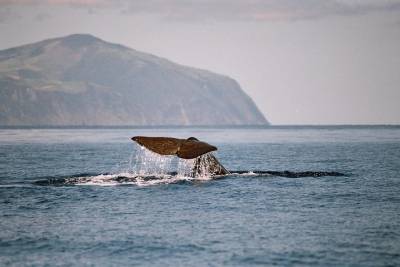 Whale Watching Half Day Tour at Terceira Island
