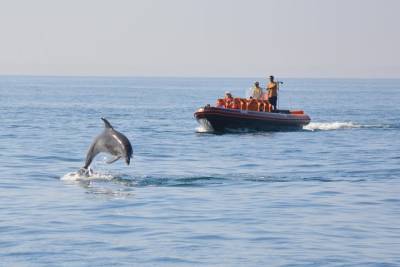 Dolphin Watching and Cave Tour from Vilamoura