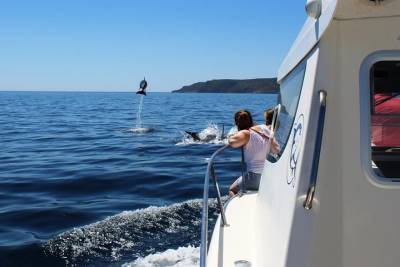 Boat Trip for Dolphin Watching along the Arrabida Coast and Sesimbra