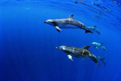 Swimming with Dolphins in Terceira Island