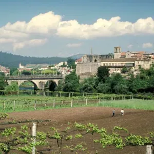 Barcelos across the Vinyards