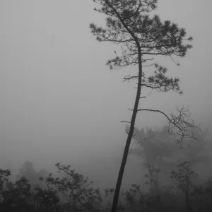 Lone Tree in Bussaco National Park