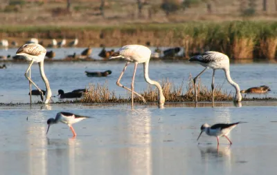 Algarve flamingos