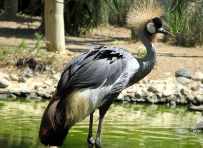 Crane - Lagos Zoo