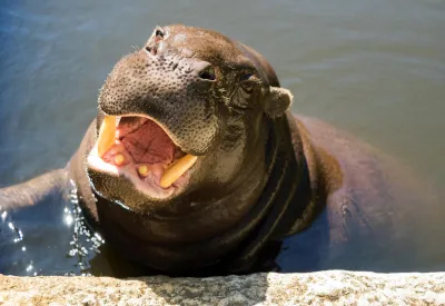 Lagos Zoo - Pygmy hippo