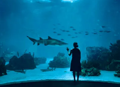 Lisbon Oceanarium shark