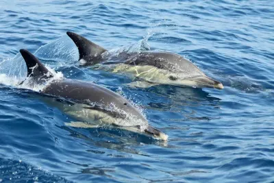 Lisbon Dolphin Watching with a Marine Biologist in a Small Group