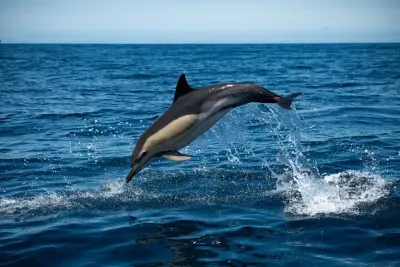 Dolphin Watching with Biologist in Arrábida Natural Park