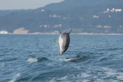 Become a dolphin protector! Lisbon Eco-dolphin watching