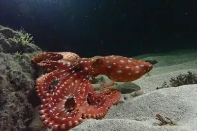 Porto Santo Night Snorkeling Tour