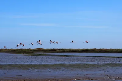 3-Hour Boat Trip and Birdwatching in the Tagus Estuary