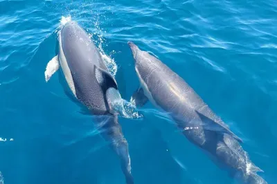  Dolphin Watching in Sesimbra