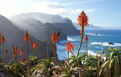 Madeira - Aloe plants and coastal cliffs