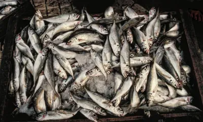 Portuguese sardines