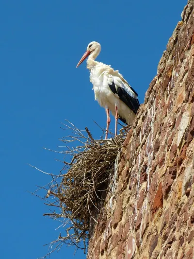 Stork - Algarve, Silves