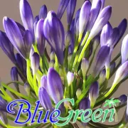 Bluegreen