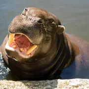 Lagos Zoo - Pygmy hippo