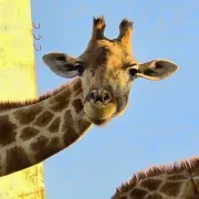 Giraffe - Lisbon Zoo