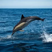 Dolphin Watching with Biologist in Arrábida Natural Park