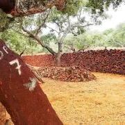 Walk on the Alentejo Cork Forest with Optional Lunch