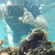 Porto Santo Snorkeling Tour