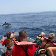 Dolphin Watch & Benagil Caves boat tour with Biologist guide 