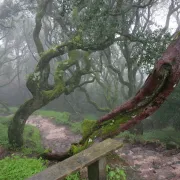 Foggy Bucaco Forest Path