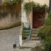 Dog and Doorway - Sintra