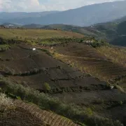 Countryside between Vila Real and Lamego