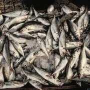 Portuguese sardines