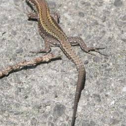 Lizard