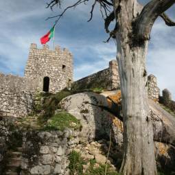 Tree and Turret at Moorish Castle - Sintra