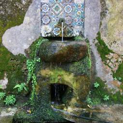 Woodland Spring - Sintra