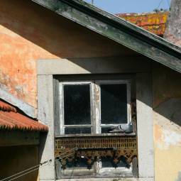 Pigeon and Window