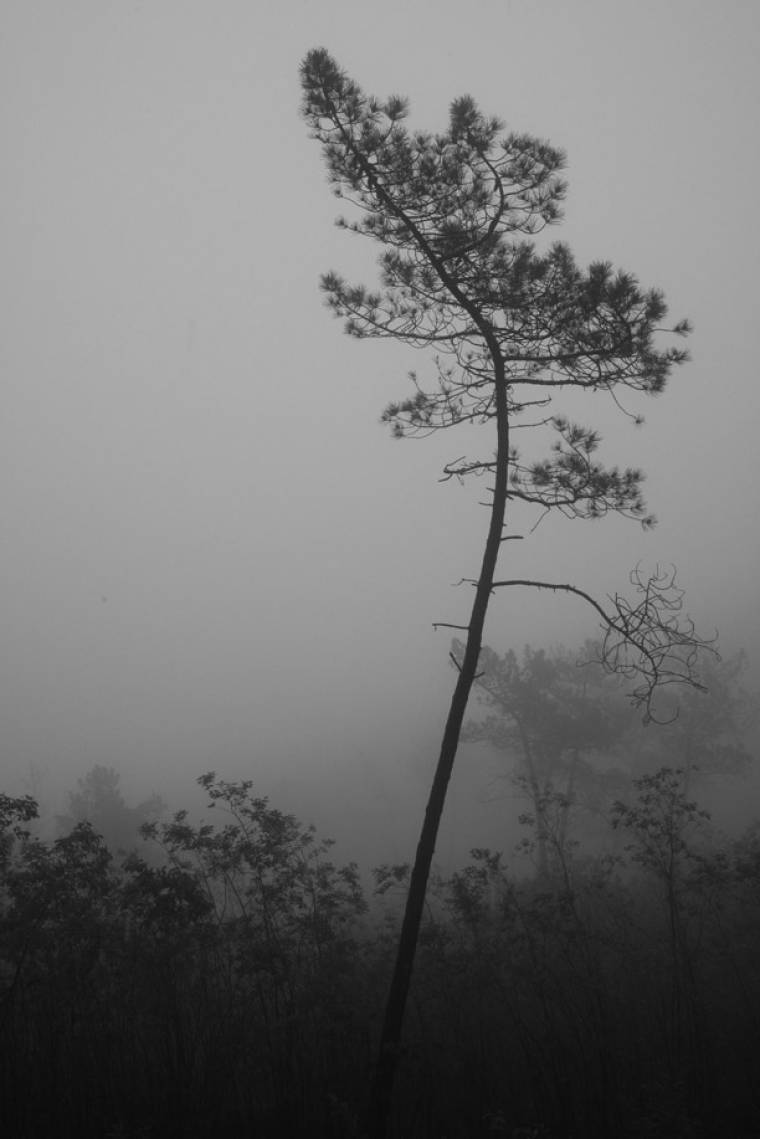 Lone Tree in Bussaco National Park