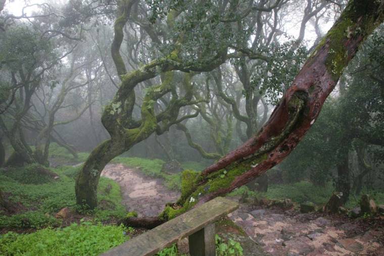 Foggy Bucaco Forest Path