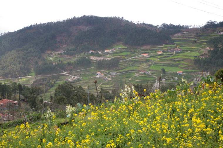 Terraced Fields in the Douro Valley