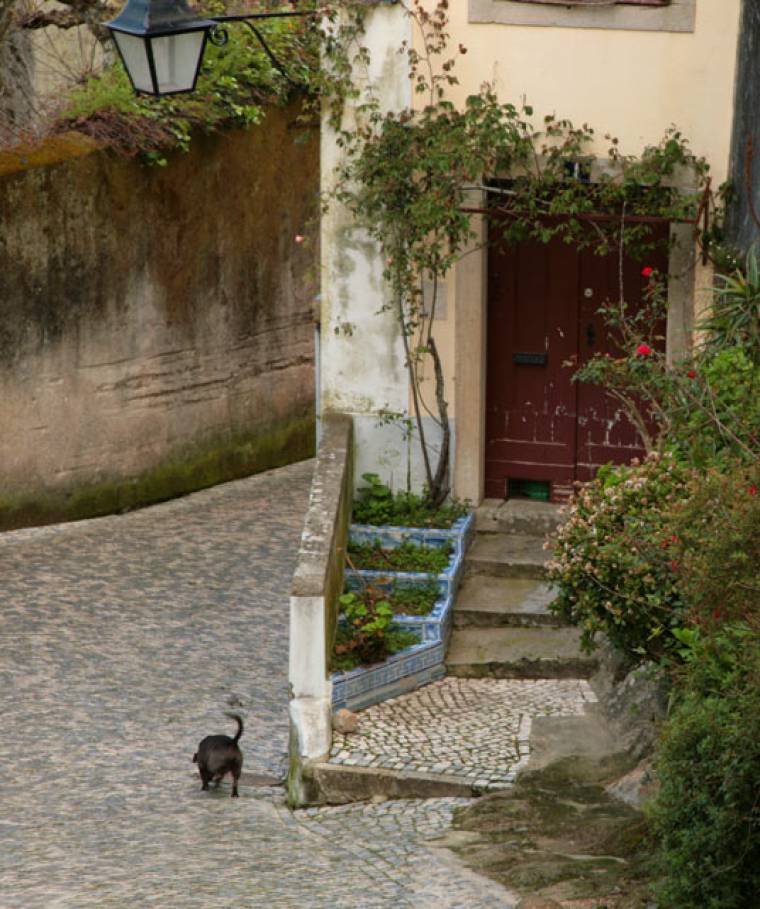 Dog and Doorway - Sintra