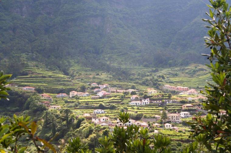 Madeira Terraced Fields
