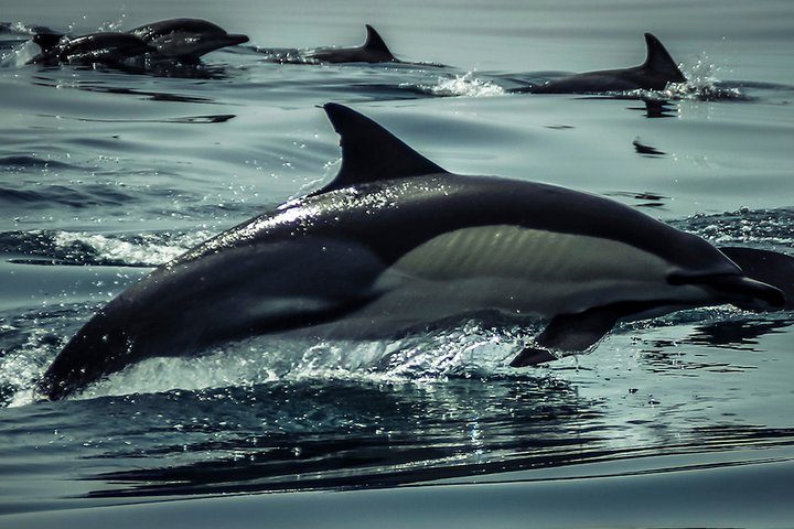 Boat tour - Dolphin Search