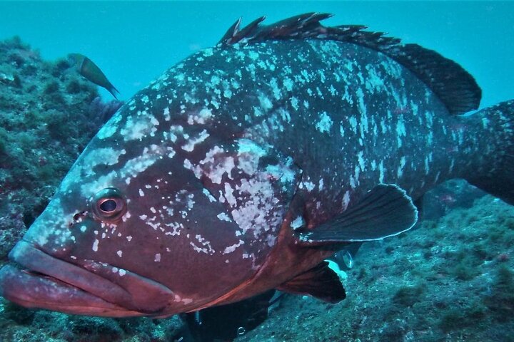 Open Water Diver Course SSI or PADI