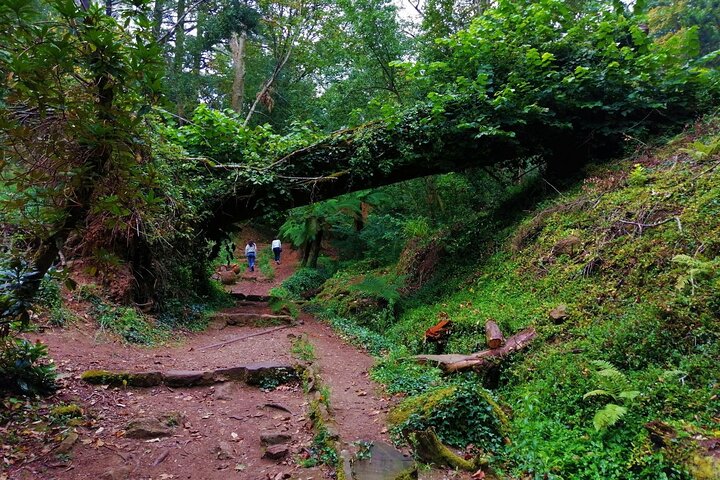 Bussaco Forest Walking Experience