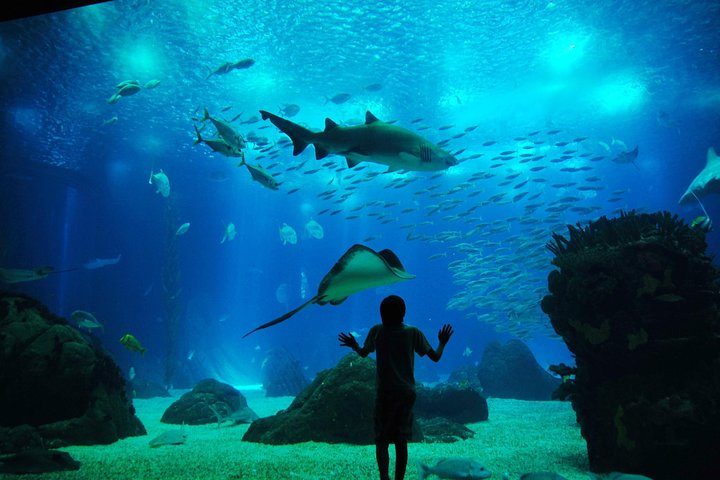 Lisbon Oceanarium Half Day Private Experience