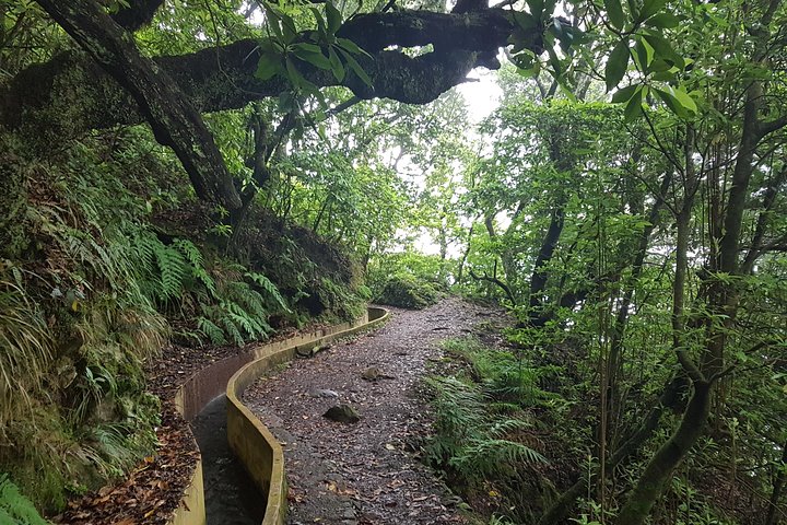 Private Guided Walk Levada Santo da Serra to Ribeiro Frio